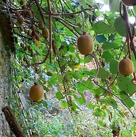 Panzió Chateau Des Bretonnieres Sur Vie - Et 4 Personnes Commequiers